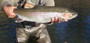 Fishing Merced River